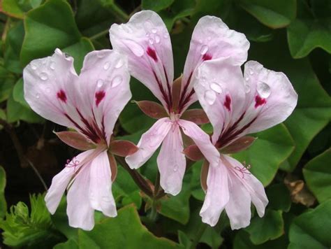 Pelargonium peltatum | PlantZAfrica