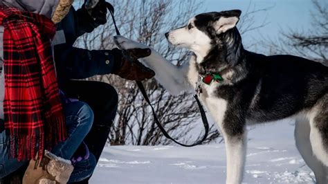 5 Clever Tips To Train Your Siberian Husky