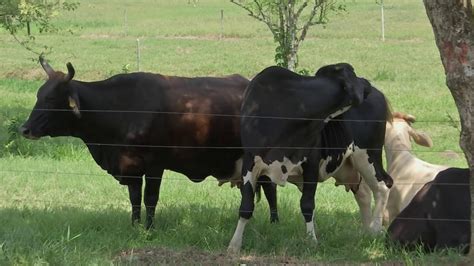 Veracruz Agropecuario Producción de Carne Bovina en México YouTube