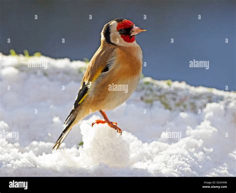 Goldfinch and snow hi-res stock photography and images - Alamy