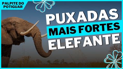 Elefante Jogo Do Bicho Recarregue E Esteja Sempre Conectado