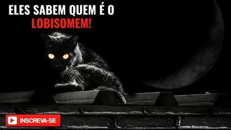 SAIBA PORQUÊ OS LOBISOMENS TEM MEDO DE GATOS YouTube