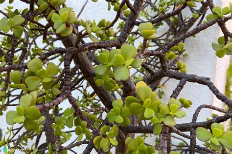 Consejos para cultivar y cuidar EL ÁRBOL DE LA ABUNDANCIA en interiores