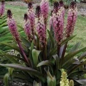 Pineapple Lily Eucomis Safari Adventure Bulb Etsy