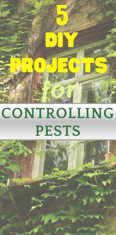 5 Diy Projects For Controlling Pests Eighty Mph Mom Lifestyle Blog