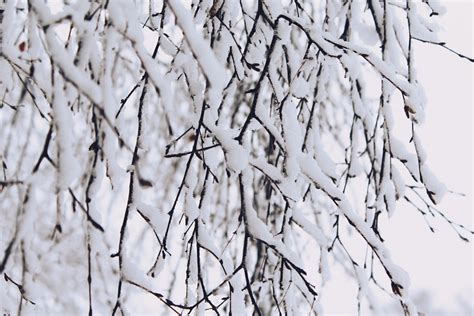 Bildet Tre Natur Gren Kald Svart Og Hvit Anlegg Frost Is