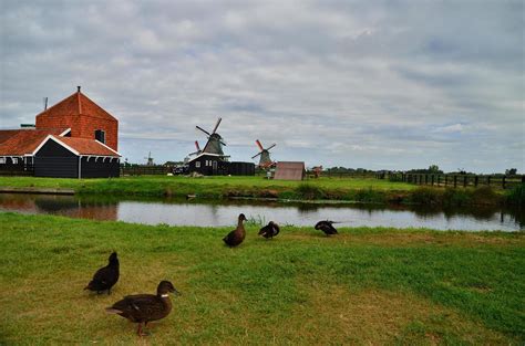 Dutch Farm Stock Photos, Images and Backgrounds for Free Download