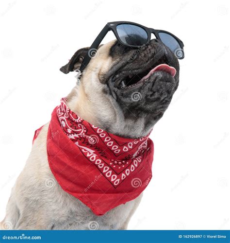 Cool Pug Wearing Sunglasses and Bandana Stock Image - Image of neck ...