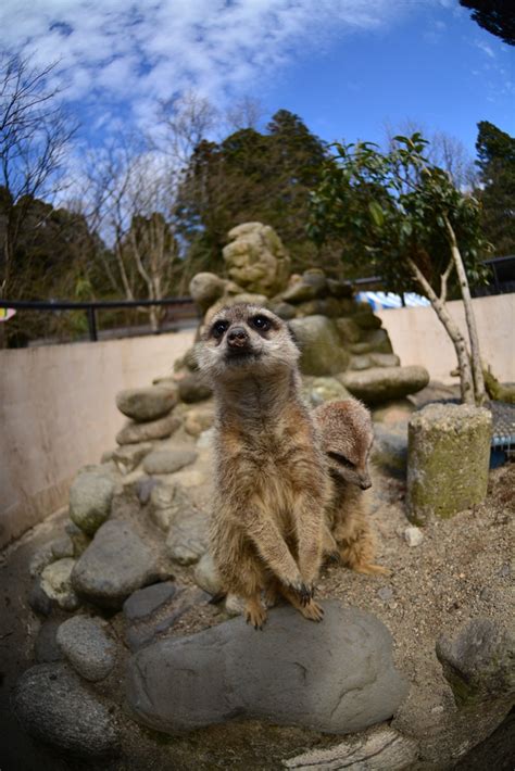 富山市ファミリーパーク公式 on Twitter おはようござます暖かい日射しのある日が続きこどもどうぶつえんの動物たちも日光浴を