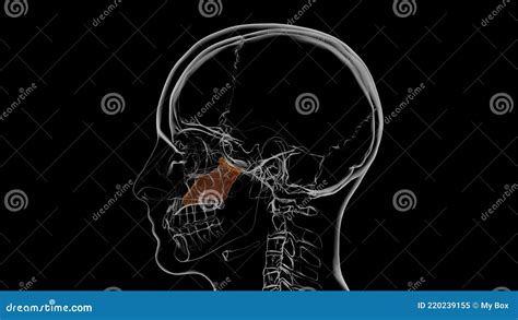 Vomer Bone Anatomy