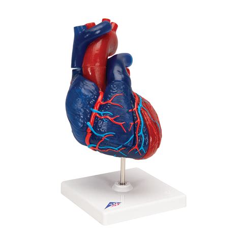 Life Size Human Heart Model Parts B Smart Anatomy B