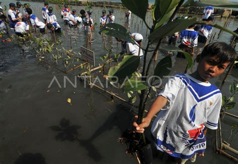 Tanam Mangrove Antara Foto