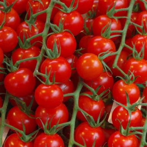 Semillas De Tomate Cherry 🌾 Huertos Alma ☘️