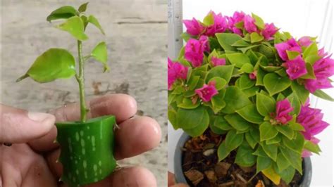 How To Grow Bougainvillea Cuttings Faster Using Aloe Vera Easy And