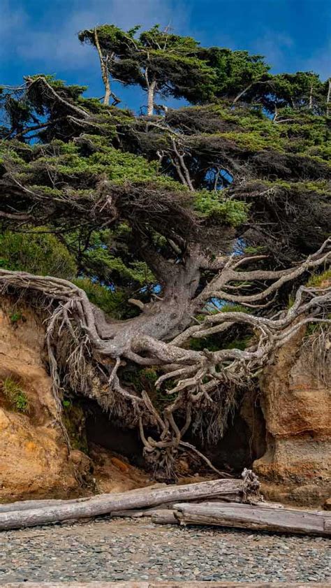 Bing HD Wallpaper 26 Apr 2024 Tree Of Life Olympic National Park