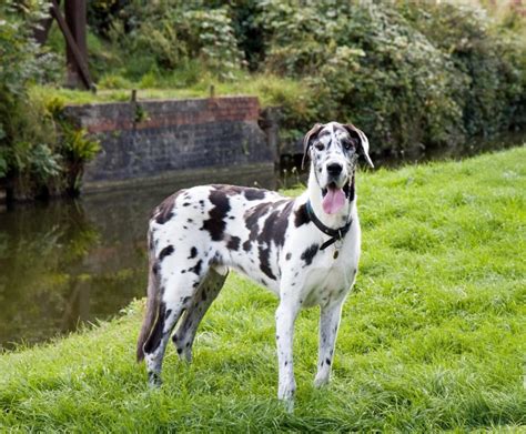 Great Dane Breed Guide And Top Facts Animal Corner