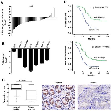 MiR 26a Is Frequently Downregulated In Human Gastric Cancer And