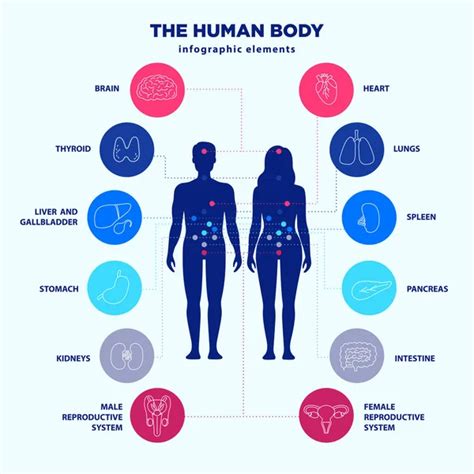 Silueta Del Cuerpo Humano Con Organos Elementos De Infografia Images