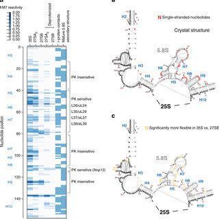 Models Of Inter Domain Interactions Formed During Nucleolar Stages Of