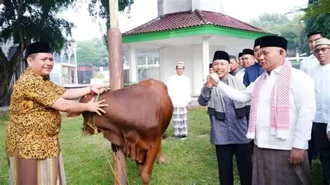 Pemkab Lampung Selatan Bagikan 41 Sapi Kurban Ke Kecamatan Dan Masjid