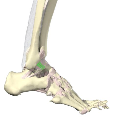 Tibiotalar Ligament