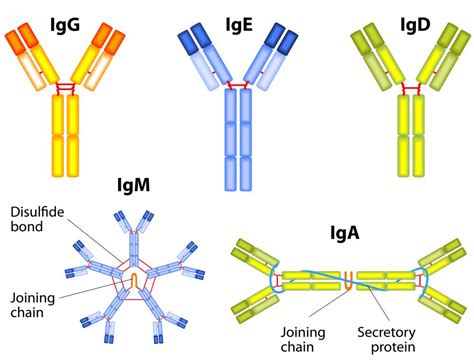 antibody binding  bacteria  travis day blog