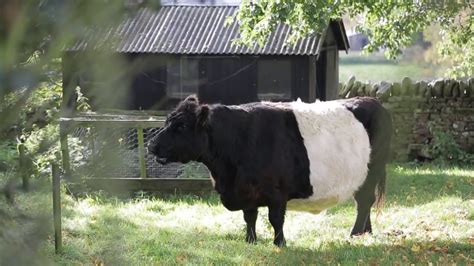 7 Fluffy, Long-Haired Cow Breeds: Pictures & Facts