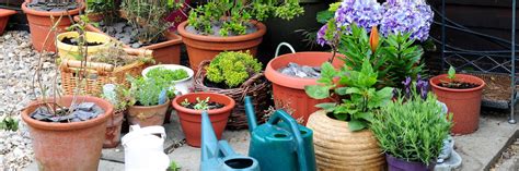 7 Tips For Successful Container Gardening Easy To Grow Bulbs