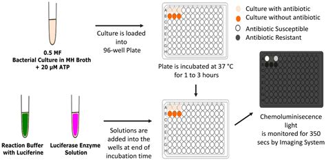 Frontiers A Novel Rapid Bioluminescence Based Antimicrobial