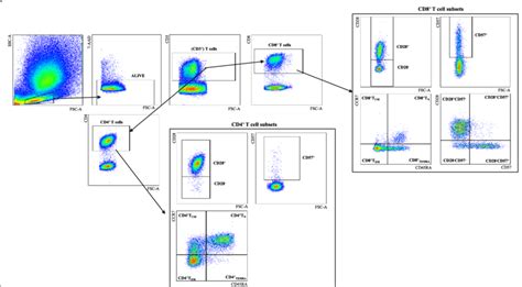 Gating Strategy For The Subsets Of Interest Within Cd4 And Cd8 T Download Scientific