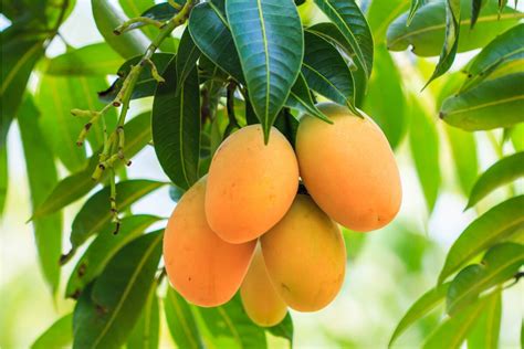 6 Beneficios De Las Hojas De Mango Que Posiblemente No Conocías Mejor