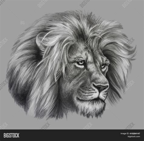 Lion Pencil Drawing