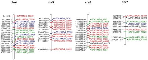 Figure 2 From The Devastating Rice Blast Airborne Pathogen Magnaporthe