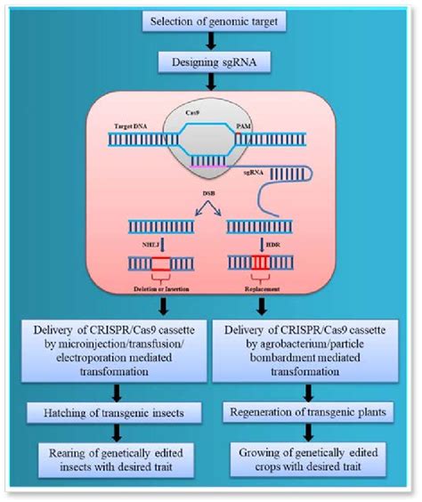 Workflow For Crispr Cas Based Genome Editing In Insects And Plants For