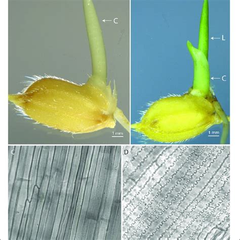 Morphology Of Rice Seedlings And Cells A 4 D Old Dark Grown Download Scientific Diagram