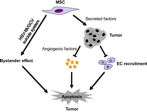 Putative Model Outlining The Tumor Suppressive Effects Of Huc Mscs By