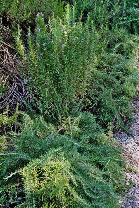 Rosemary - growing, care and harvesting rosemary