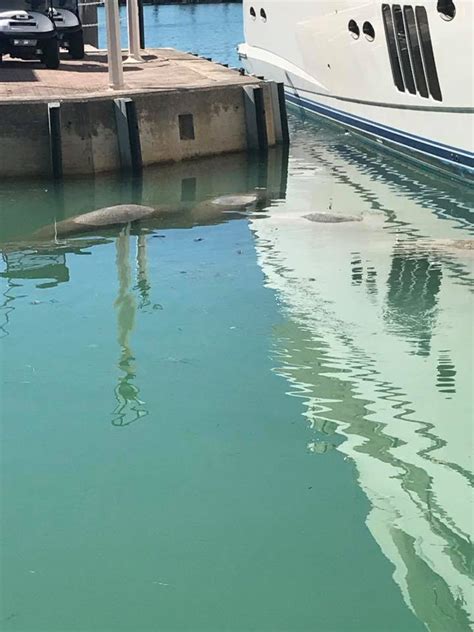 The Welcoming Manatees Yacht Rendezvous