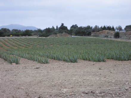 Finca Aloe Vera Mallorca In Santa Margalida Santa Margarita