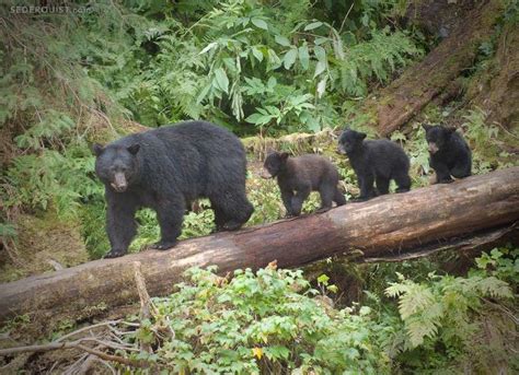 Black Bear Mom And Three Cubs Anan Creek Alaska Betty Sederquist