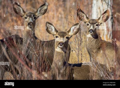 Three Female Rocky Mountain Mule Deer Does Odocoileus Hemiorus In