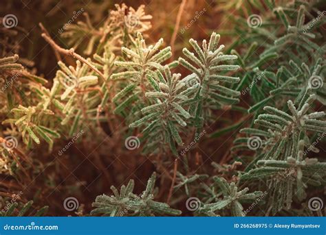 Plantas De Invierno Cubiertas De Escarcha Imagen De Archivo Imagen De