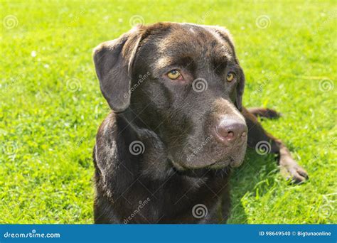 Brown Chocolate Labrador Retriever Dog On The Green Grass Dog Nose