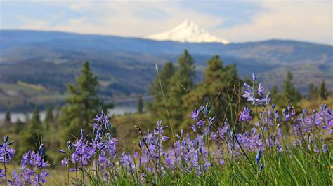 Oregon Top Best Easy Wildflower Hikes In The Columbia River Gorge