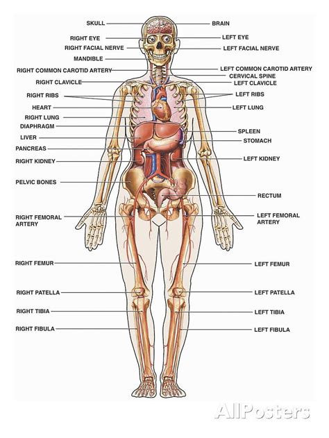 Anatomy Anatomy Physiology Hd Wallpaper Pxfuel The Best Porn Website