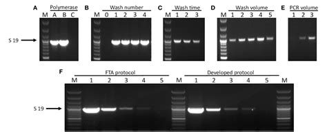 Figure 1 From Rapid Detection And Typing Of Actinobacillus