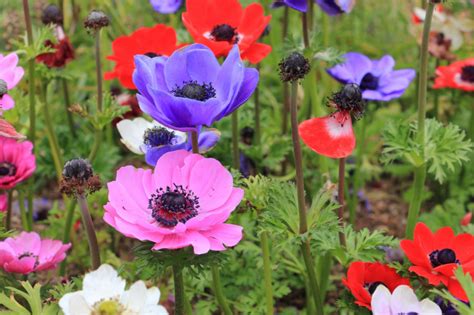 Zawilec wieńcowy Anemone coronaria Mój Piękny Ogród