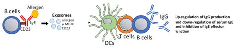 B Cell Derived Exosomes That Modulate Ige Facilitated Antigen