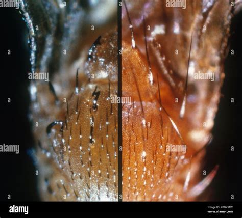 Drosophila Melanogaster Mutant Stockfotos Und Bilder Kaufen Alamy