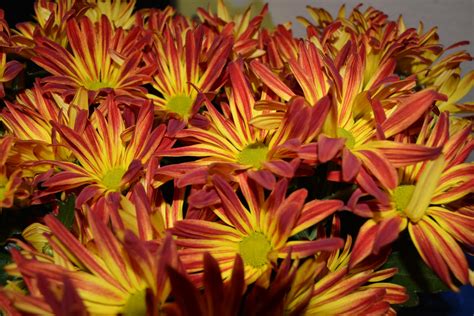 Colorful Mums Floral Arrangement Free Stock Photo Public Domain Pictures